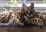 Tres felinos salvajes encuentran su hogar en Oasis Wildlife Fuerteventura