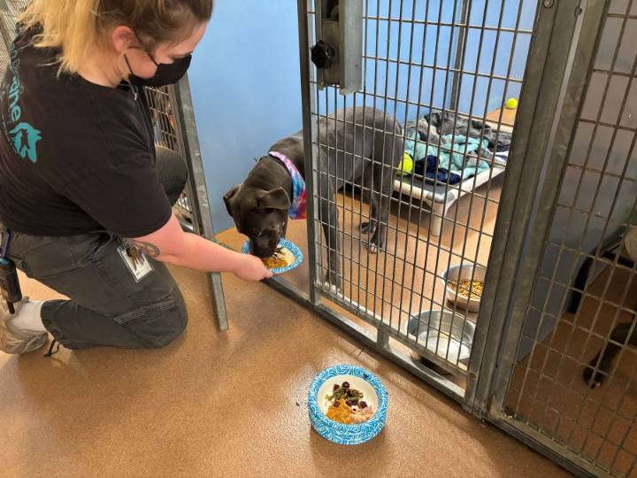Shelter pets served special ‘Barks-Giving’ feast at San Diego Humane Society