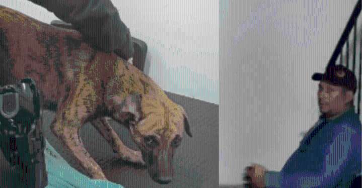 Agresor de perro queda libre porque el ataque no fue en Antioquia, sino en Bolívar Fernando Oviedo se entregó acompañado del canino y se confirmó que es la víctima del video.