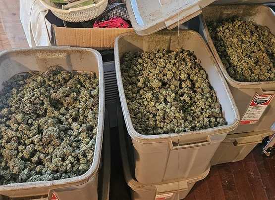 Five GTA men charged in $1.6M illegal cannabis bust in Brighton