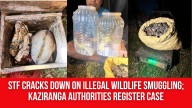 STF Cracks Down on Illegal Wildlife Smuggling; Kaziranga Authorities Register Case