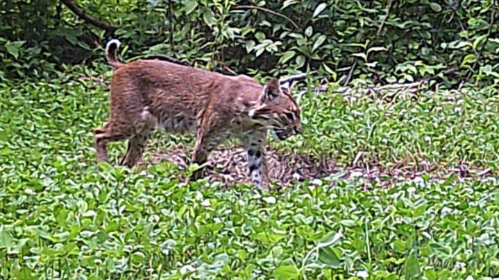 Indiana's new bobcat trapping season gets mixed reviews