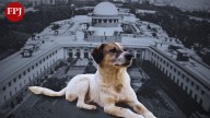 Indore News: After Supreme Court Verdict Effective Action To Be Taken Against Stray Dogs In City