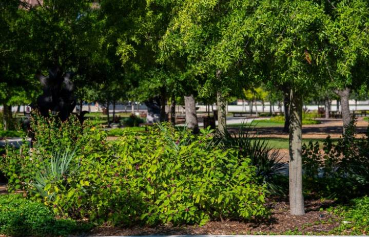 There's a new superstar plant in Texas