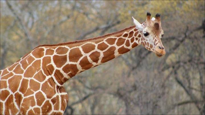 Caldwell Zoo mourns loss of beloved reticulated giraffe, Cricket