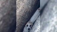 California Firefighters Were In Disbelief After Finding A Puppy Wedged In A Small Crack, So They Intervened