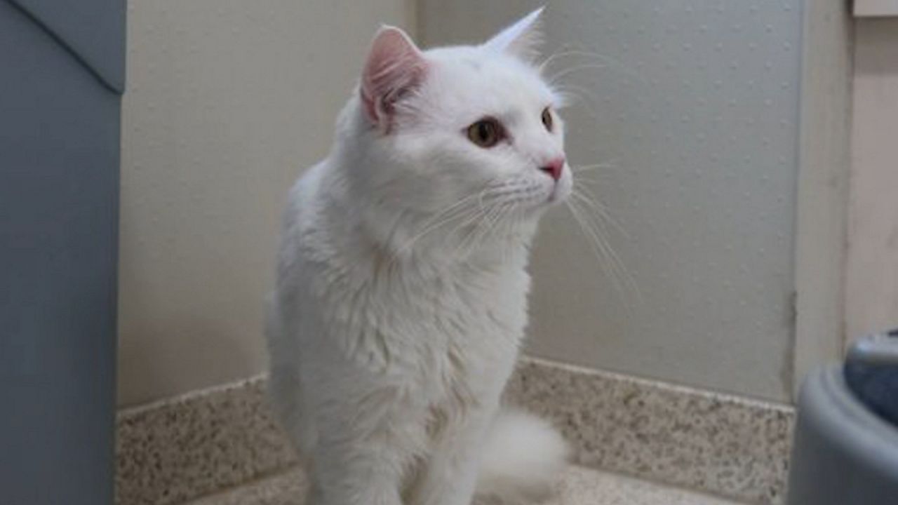 Emilio and Navy are searching for their 'fur