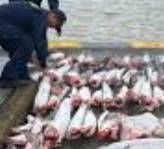 Pescadores del Pacífico Nariñense reducen faenas nocturnas un 60 % por miedo a operativos militares