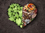 Para qué sirve la milenaria técnica del Bokashi y por qué recomiendan usarla para las plantas en el hogar