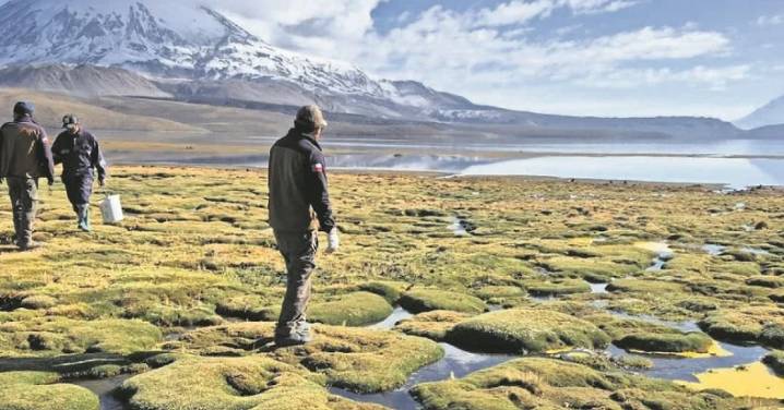 Derrame en Lago Chungará: Conaf confirma fauna muerta, 80 aves en riesgo y advierte recuperación de hasta cinco años