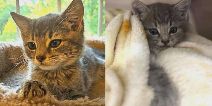 Saving Graces 4 Felines: Meet Tortilla