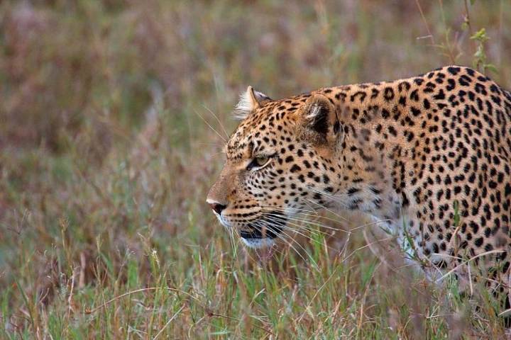 Leopard kills 13-year-old boy in Pune village; furious locals torch forest dept van