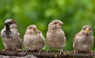 Por qué los pájaros cantan tan fuerte en primavera: las razones