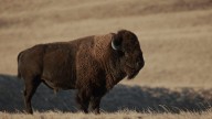 PBS to air Lily Gladstone–narrated film on Blackfeet buffalo return after decades