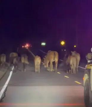 Police Escort Loose Horses Home In Bruce County