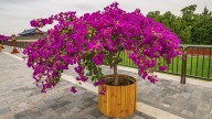 Keep Your Bougainvillea Plants Healthy All Winter With These Simple Tips