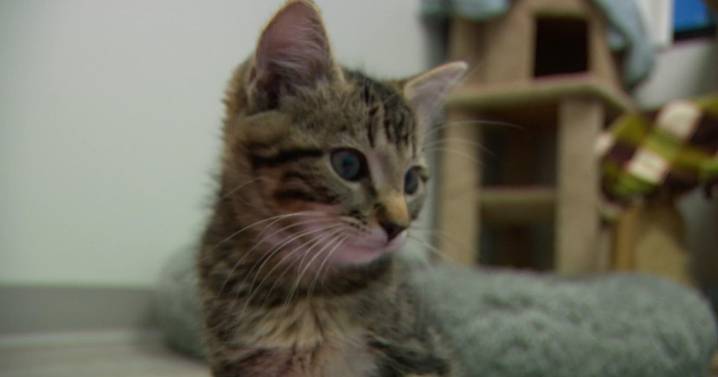 Twin Cities animal shelters at capacity, see uptick in pet surrenders