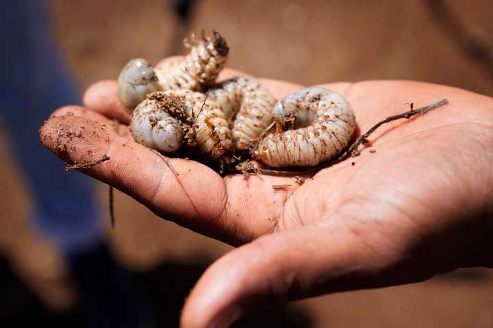 Hawaiʻi Launches New Online Data Portal About Invasive Species