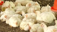 Colombia logra un hito histórico: Exportar pollo a Japón por primera vez