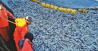 SE AUTORIZA INICIO DE LA SEGUNDA TEMPORADA DE PESCA INDUSTRIAL CON CUOTA TRANSITORIA DE 500 MIL TONELADAS