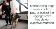 Here Are 26 Dog Facts That You Probably Didn’t Know