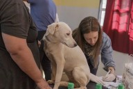 “Patas Coloradas”: 2° edición de la campaña solidaria de castración Puerto Iguazú