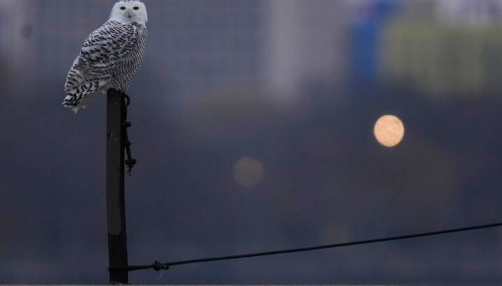A pair of snowy owls spotted along Lake Michigan beach draws crowds in Chicago