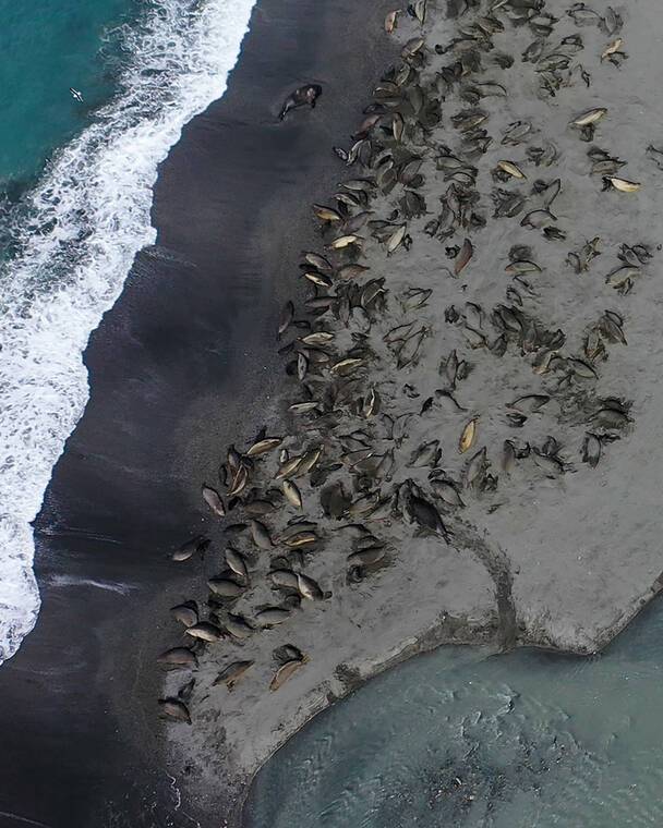 Bird flu ravaged the world’s largest elephant seal population, study finds