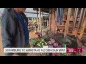 Record early cold snap has Tampa Bay residents protecting pets, plants and people