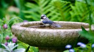 Repurpose An Old Bird Bath Into A Beautiful Yard Feature