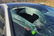 Bald Eagle Drops Cat Through Driver's Windshield in Unbelievable Accident