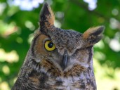 Pakistan’s owls in decline as urbanisation, poaching take toll