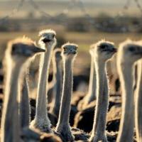 Controversial Canadian ostrich cull order will go ahead