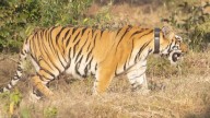 Tigress STRT–04 released into wild, marking milestone for Sahyadri Tiger Reserve