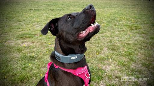 The best pet tech you can buy in 2025: Top picks for animal lovers on any budget