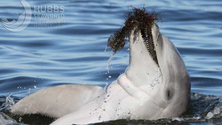 Dolphins with Alzheimer’s? Why some in Florida may have the disease