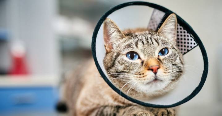 ¿Tienes gatos y perros? CDMX realiza esterilizaciones gratis y estos son los requisitos