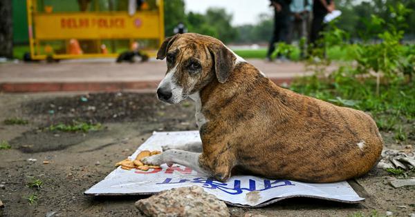 Rush Hour: SC orders stray dogs to be removed from public places, flight delays in Delhi and more