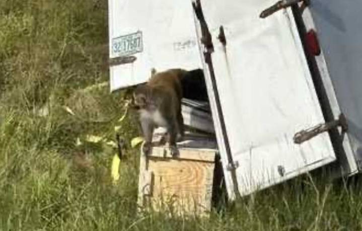 Monos de laboratorio escapan tras volcadura de camión en Mississippi