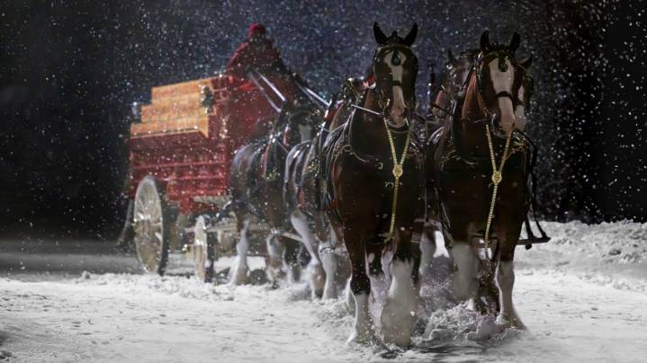 Budweiser Clydesdales visiting Cedar Park's H-E-B Center before hockey game