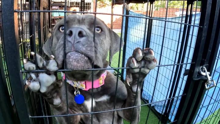 Tampa animal rescue overwhelmed with pets abandoned amid immigration departures