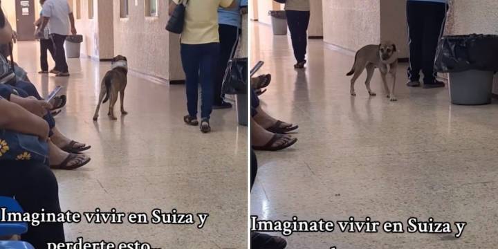 Perrito con collarín causa sensación en clínica mexicana y arrasa en redes sociales: “Viene por su incapacidad”