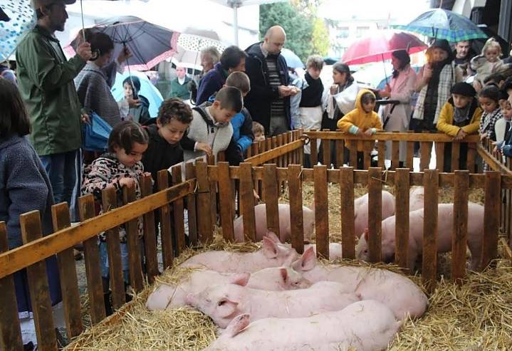No habrá animales en la feria de San Andrés