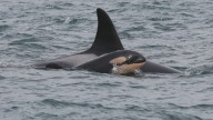 Orca calf believed dead weeks after birth to first-time mother in endangered southern resident pod