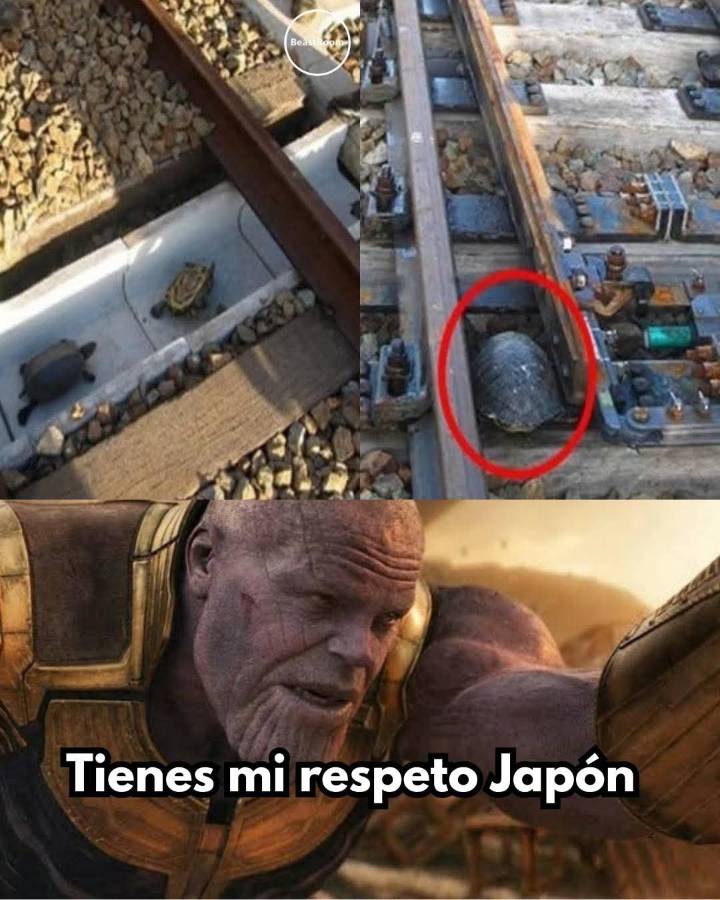 En Japón algunas líneas de tren han incorporado pequeños pasos subterráneos especiales para que las tortugas y otros animales puedan desplazarse sin riesgos