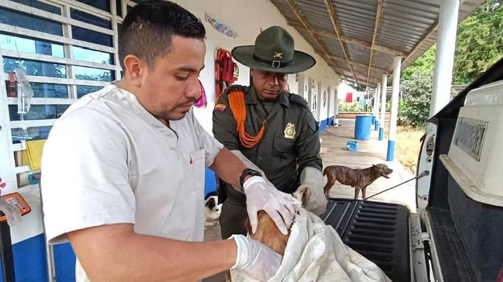 Policía rescató a perro abandonado dentro de un costal en Florencia, Caquetá