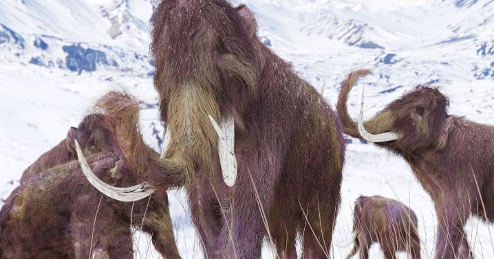 Woolly mammoth closer to roaming the Earth again as scientists make genetic breakthrough