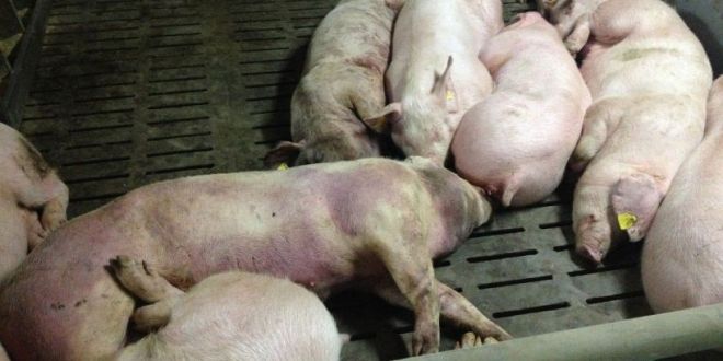 México frena importaciones de carne de cerdo española por brote de peste porcina