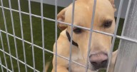 Over-capacity Riverside animal shelters urgently ask for dog foster and forever homes