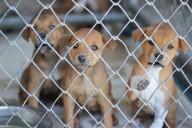 Two Indians Arrested In Kathmandu For Keeping 33 Puppies In Cramped Cage